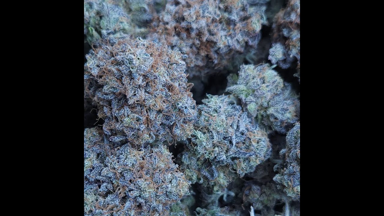 Dosidos #2 | Seed to Harvest Timelapse
