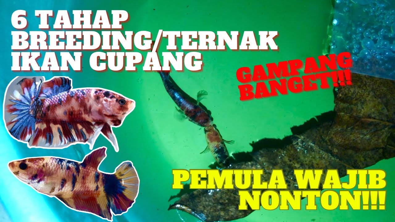 CARA MENGAWINKAN IKAN CUPANG UNTUK PEMULA