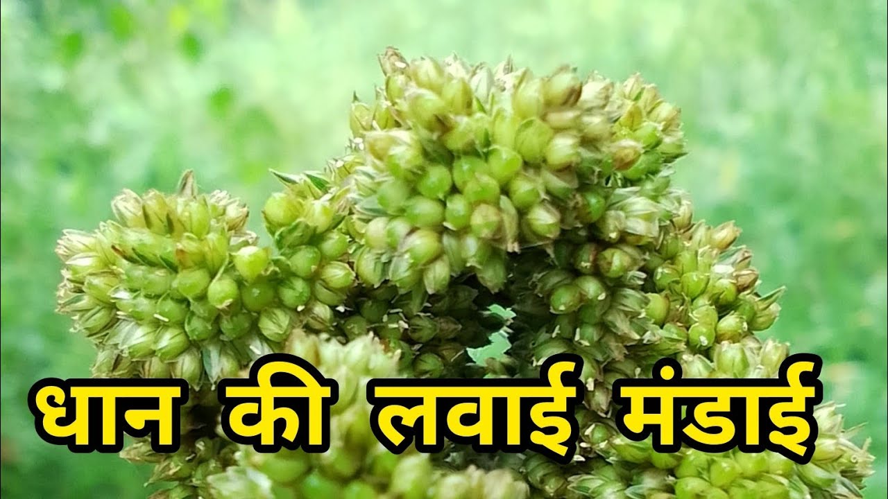 मैने करी पूरी धान की मंडाई।