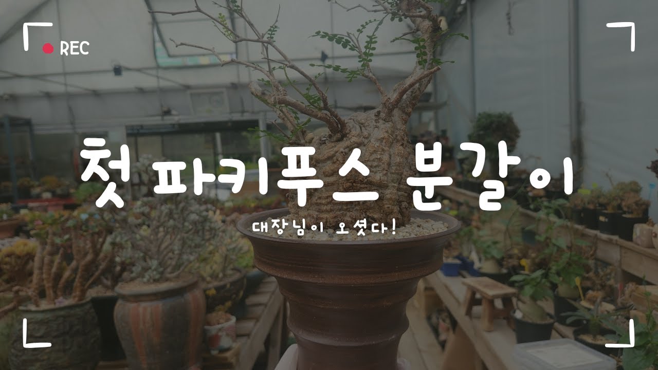 코덱스 대장님 오셧습니다. / Operculicarya pachypus