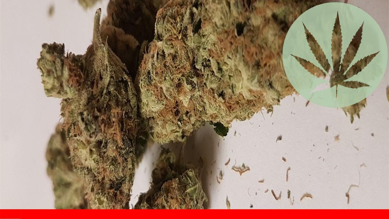Snow White - All About This Strain