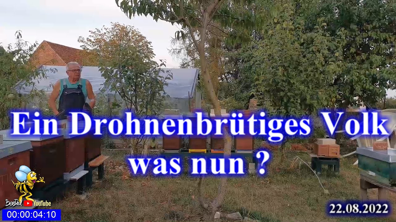 Ein Drohnenbrütiges Volk im August wie ich damit umgehe #Imkerei, #Bienen und #Natur 2022