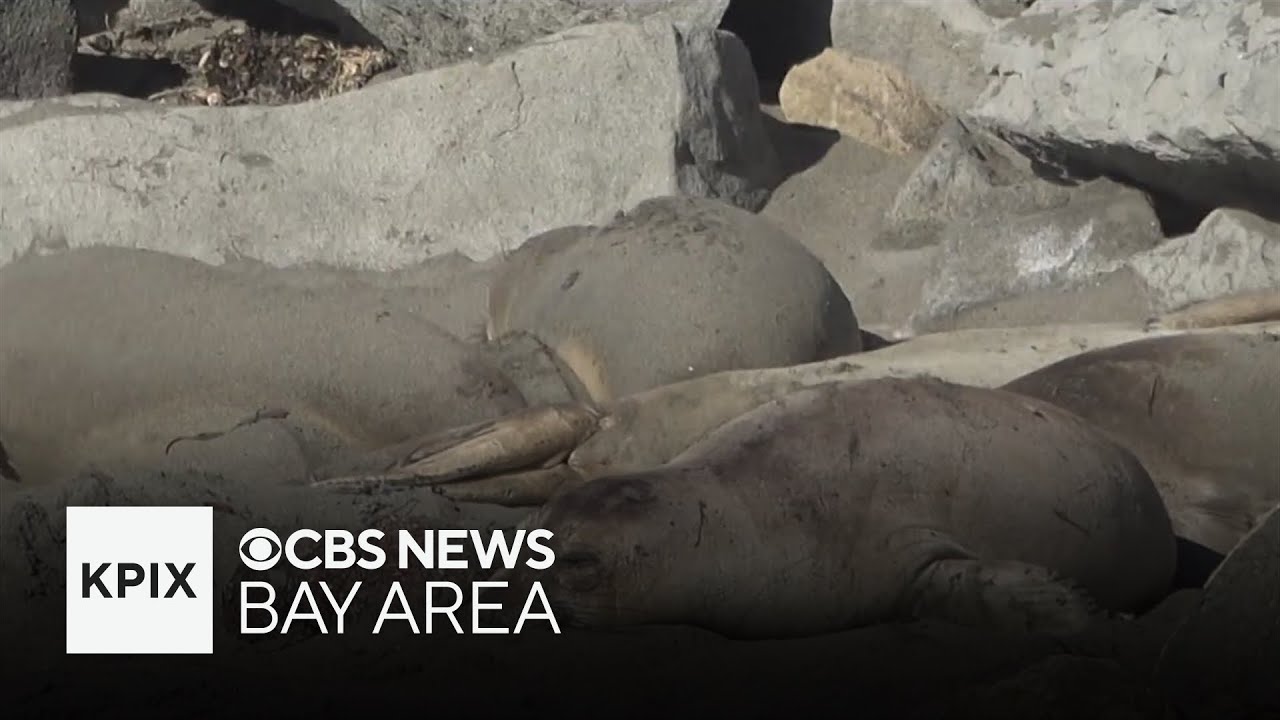 Scientists worried avian flu could spread to California elephant seals