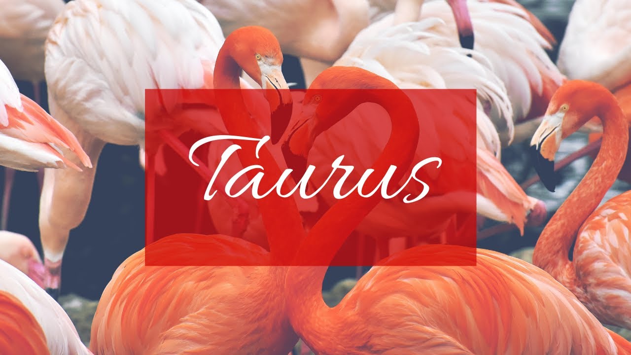 Taurus❤️The one you are not talking to right now: Their thoughts, feelings, intentions & actions!