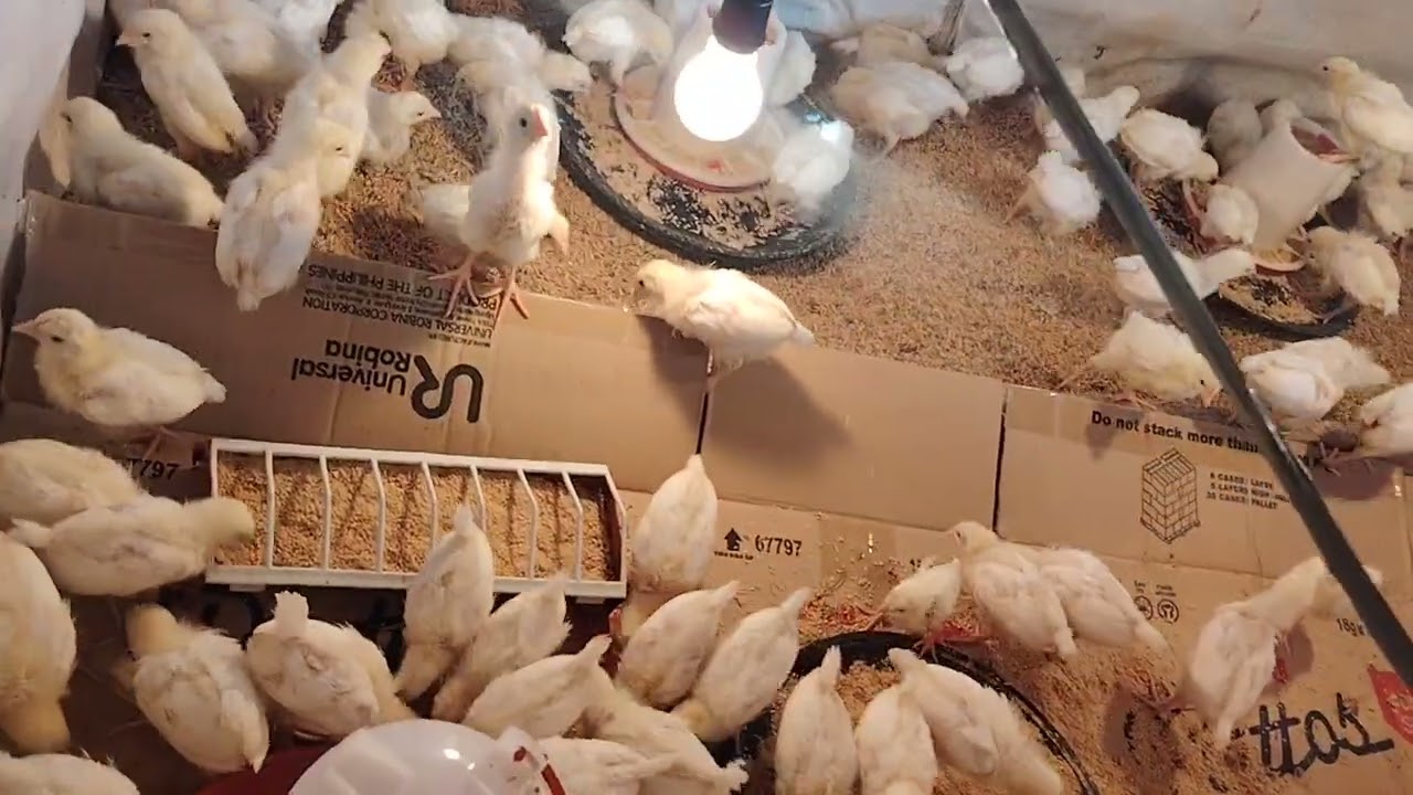 15days old layer chicks decalb white🙂#layerchicken  #farmlife  #farming 
