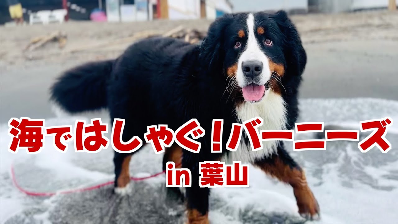 葉山の海で大はしゃぎ！波打ち際で楽しむバーニーズマウンテンドッグ