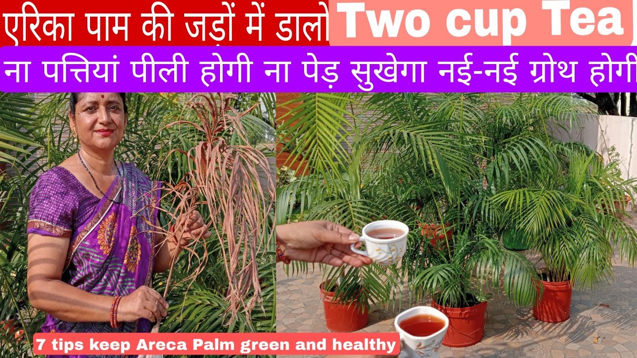 एरिका पाम, को हरा भरा रखने के लिए नई नई ग्रोथ के लिए , 7 tips and organic liquid fertilizer