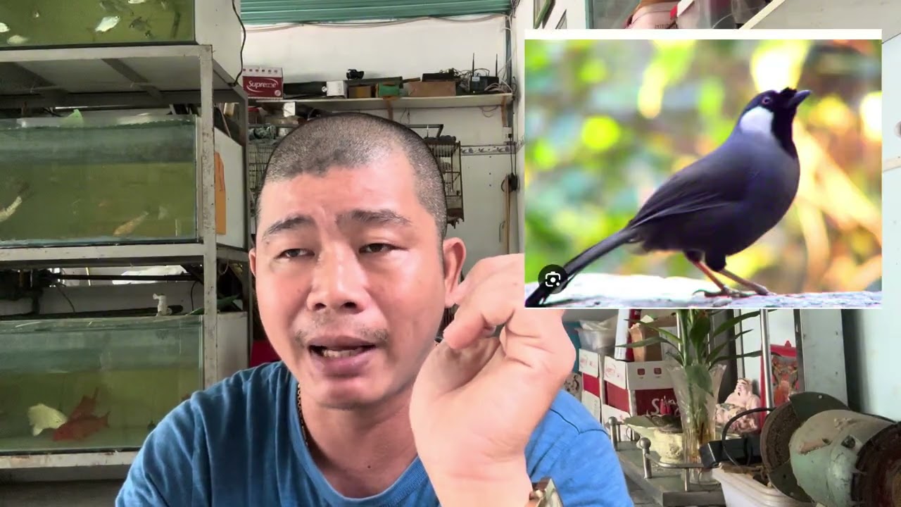 Các dòng chim khá phổ biến nhưng lại rắc rối khi nuôi nhốt ae chú ý 
