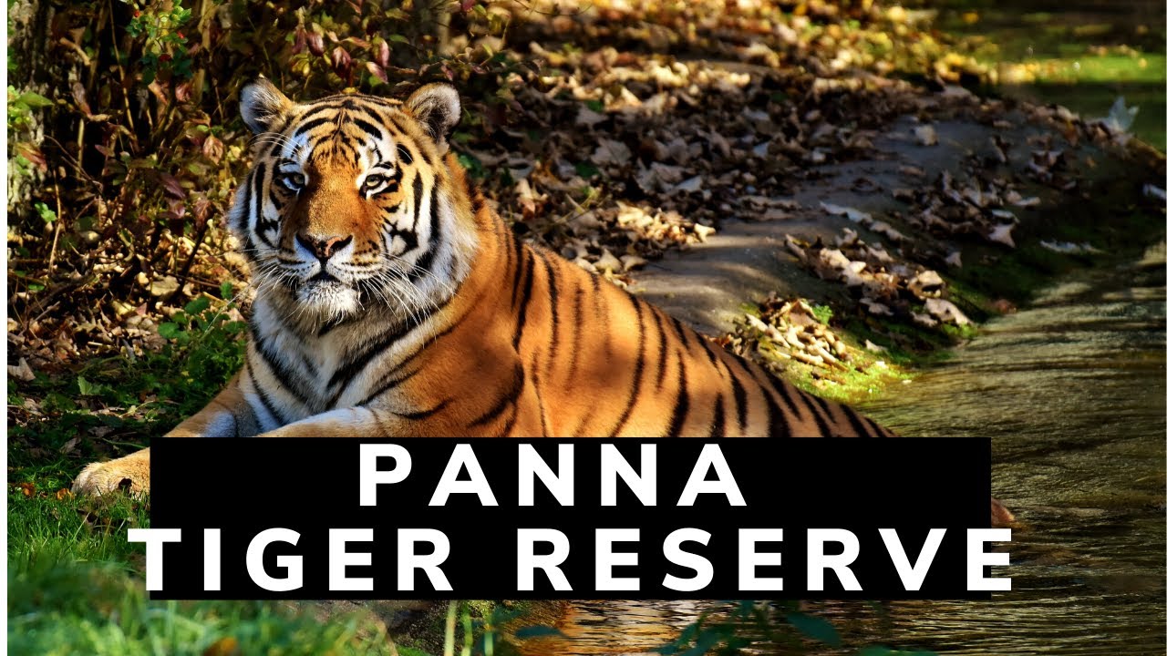 Panna Tiger Reserve : Jeep Safari in Winters | Forests of India | Incredible India
