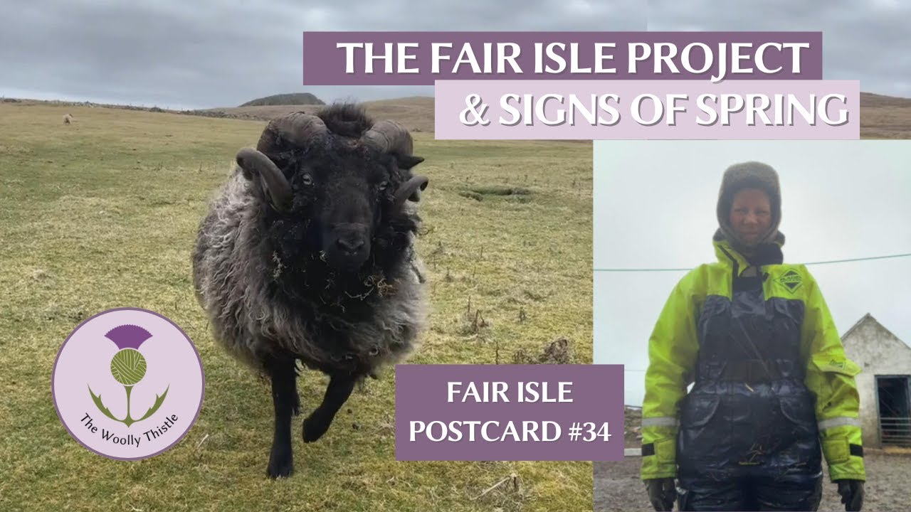 Fair Isle Postcard #34 The Fair Isle Project and Signs of Spring on the Island