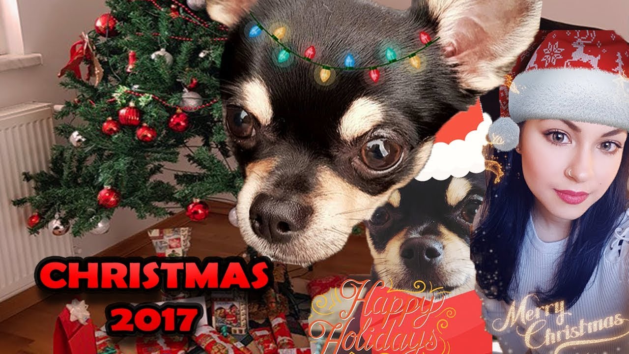 Chihuahua Christmas | Weihnachten mit Hund | Luckylife