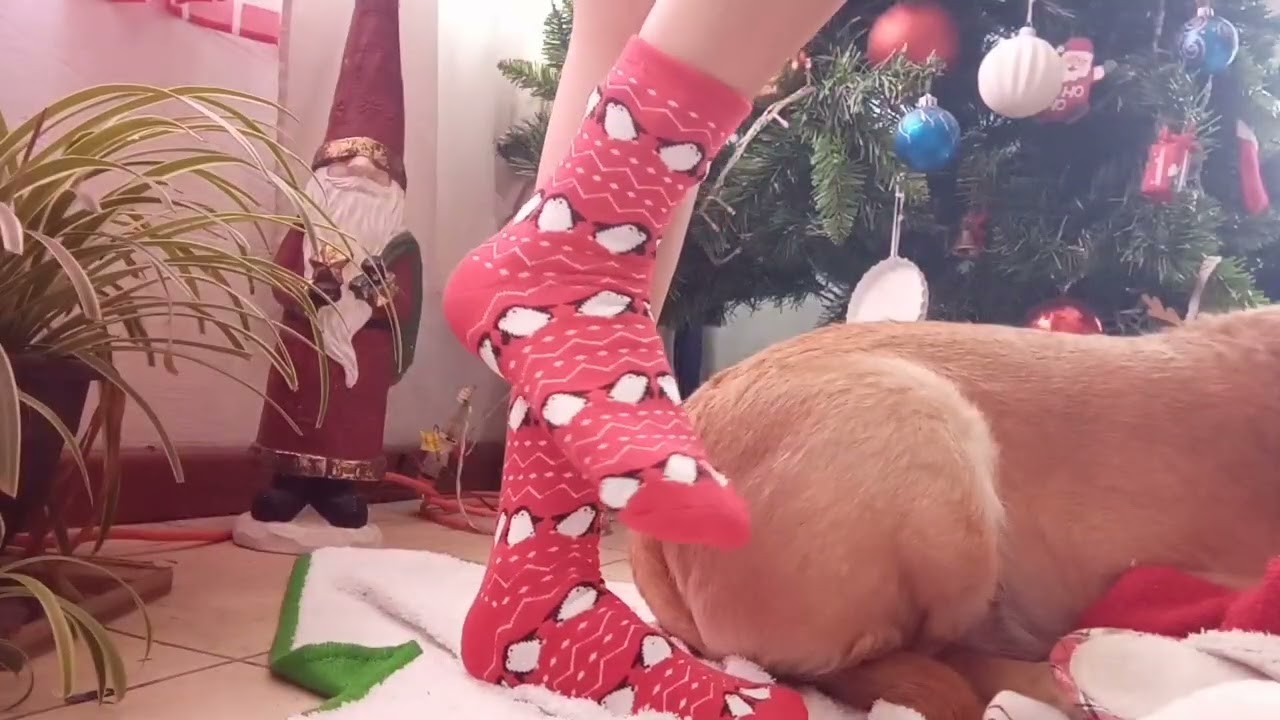 Mi colección de calcetas navideñas 🧦🎄🧦