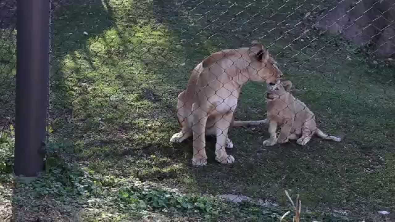 Lion cubs playing at the Philadelphia Zoo