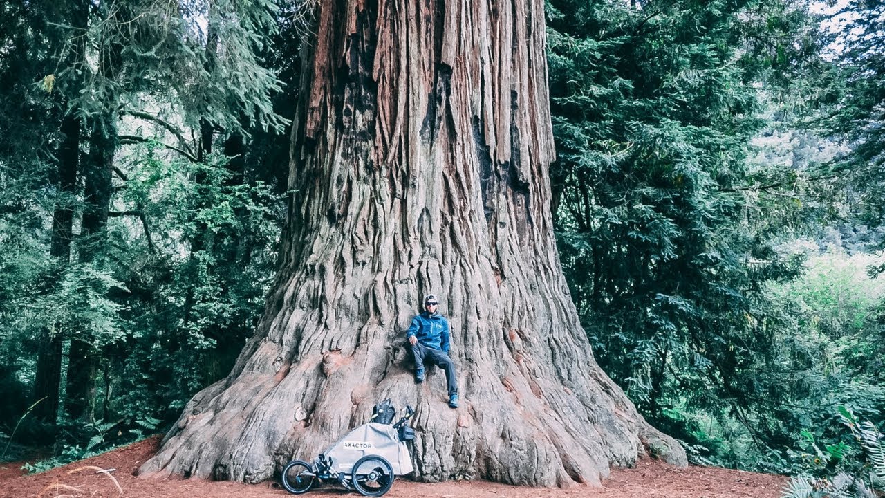IL PIÙ GRANDE ALBERO IN ASSOLUTO | CALIFORNIA VLOG 33