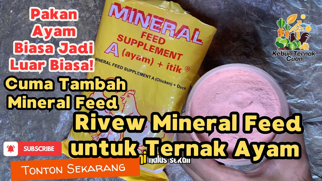 Mineral Feed untuk Ternak Ayam & Pakan Ayam Biasa Jadi Luar Biasa! Cuma Tambah Mineral Feed Ini, 