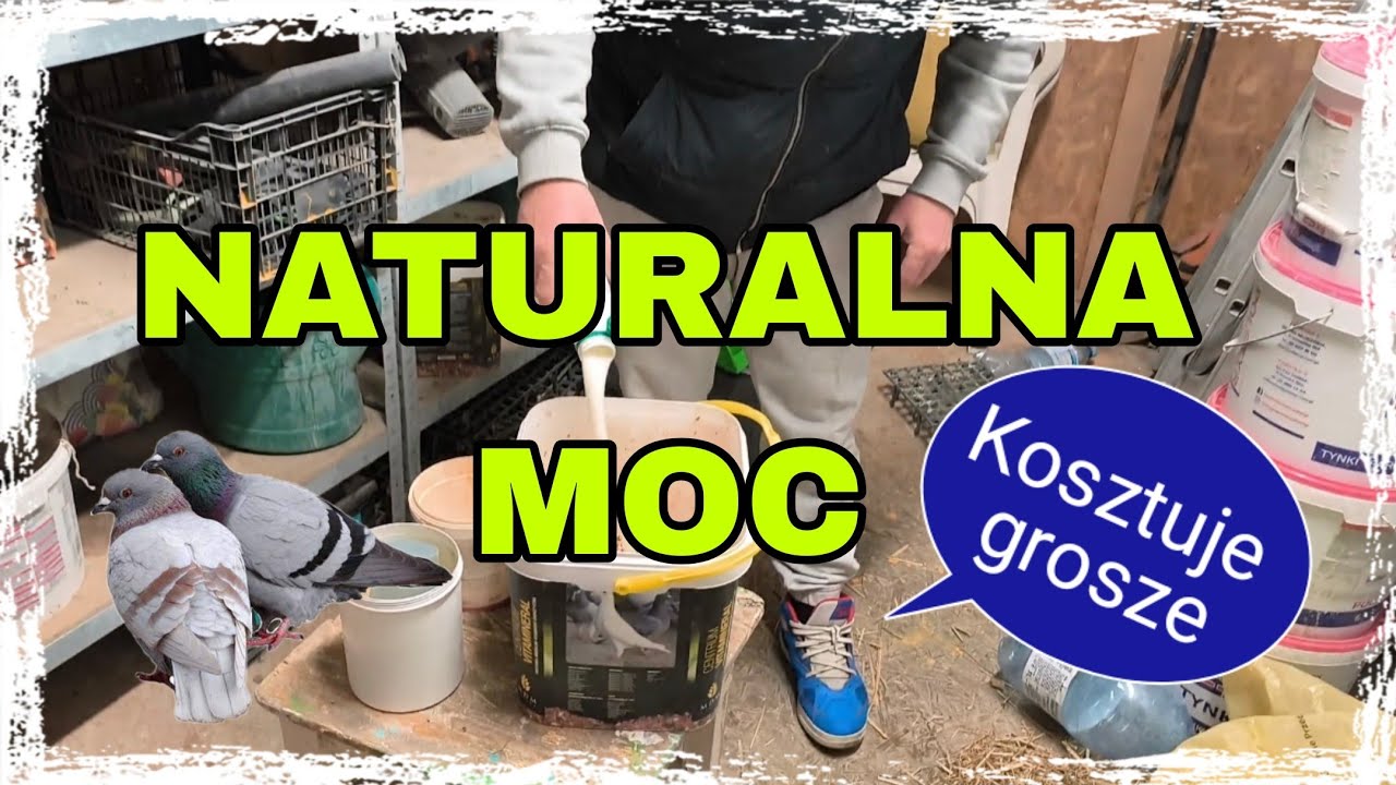 Kefir dla gołębi - tani i skuteczny probiotyk kt&oacute;ry musisz znać.