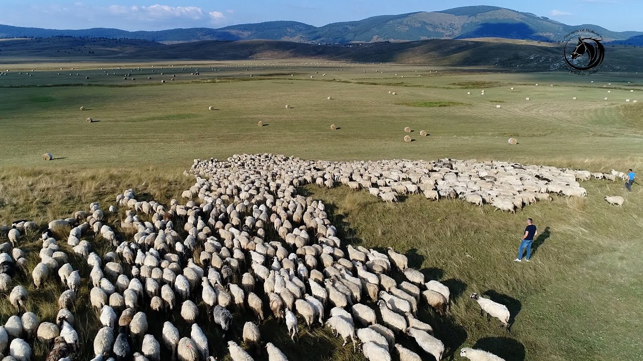 -Od 2000 ovaca i 70 krava Farme Perkan  nastaje najbolji Kupreški sir-