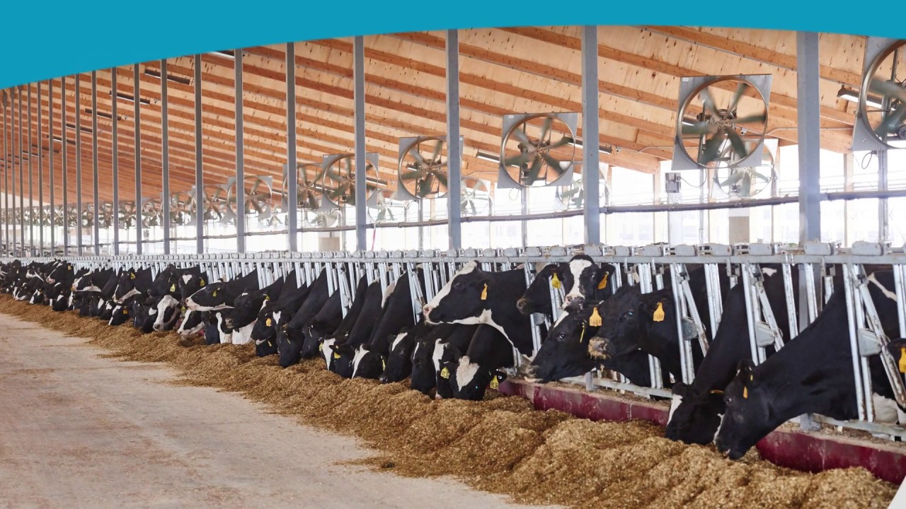 GEA Barn Equipment - Puts Cow Comfort First!