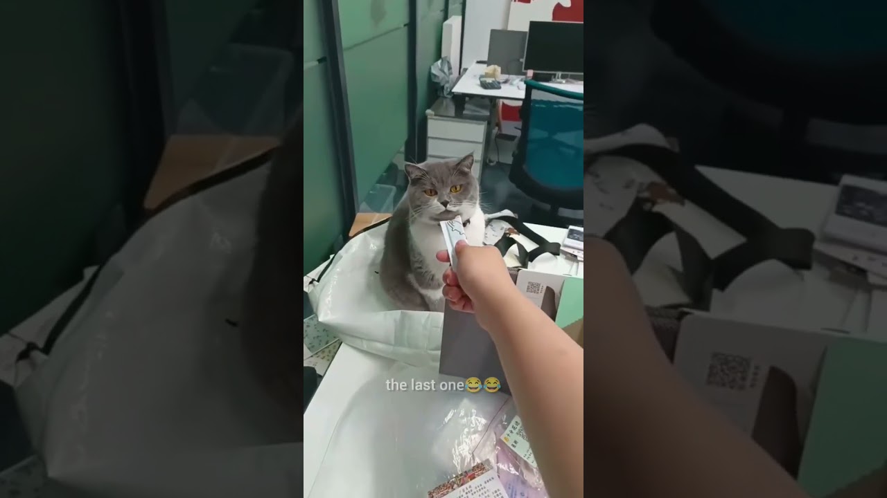 #funny #meowsome #cat #meowmemes #pets #meaow #memes #mememeow #animals #meowmoew