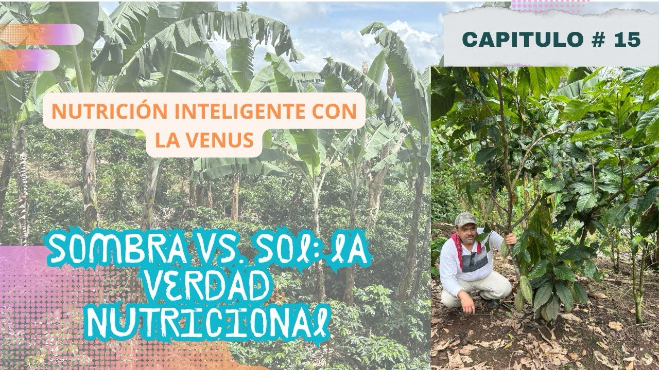 ¿Sombra o sol para producir mejor café? #NutriciónInteligente #cafe 