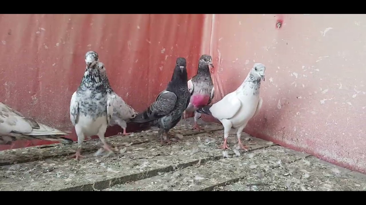 Highflyer baby pegion for sale in faisalabad ali(03106058000.watsap)