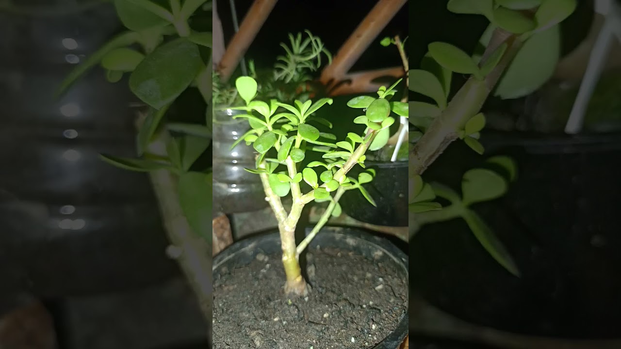 Adenium plant and Jade plant Update, After 3 months update . 
