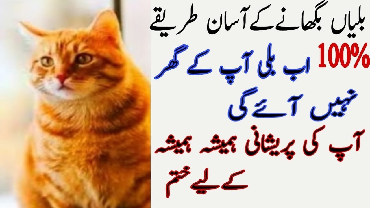 Billi bhagane ka tarika | billi ko ghar sy baghane ka tarika | ghar sy billi bhagane ka tarika