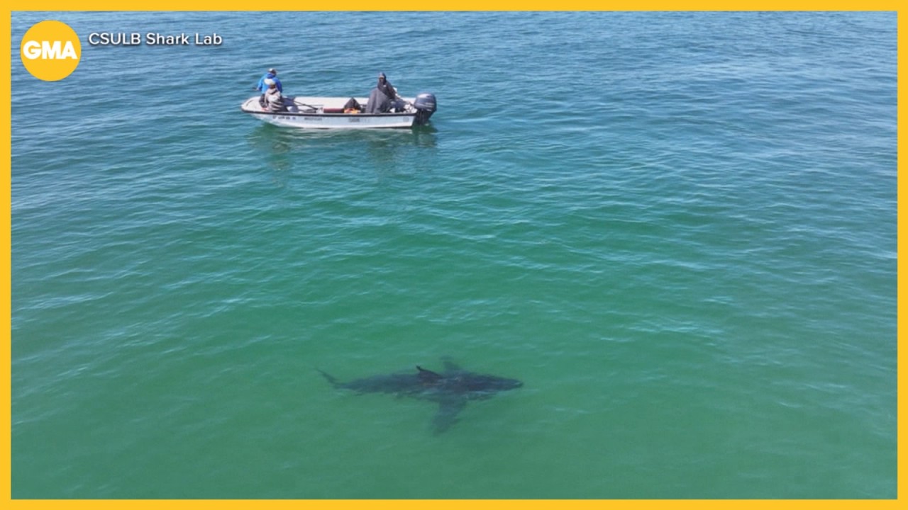 What science shows about sharks, swimmers and sound