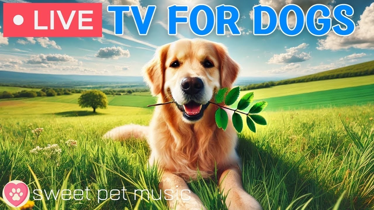 🔴24 Hours of Dog TV🎵🐶Calming Music for Dog Sleep🐾🩷Soothing Music for Dogs with Stress and Anxiety