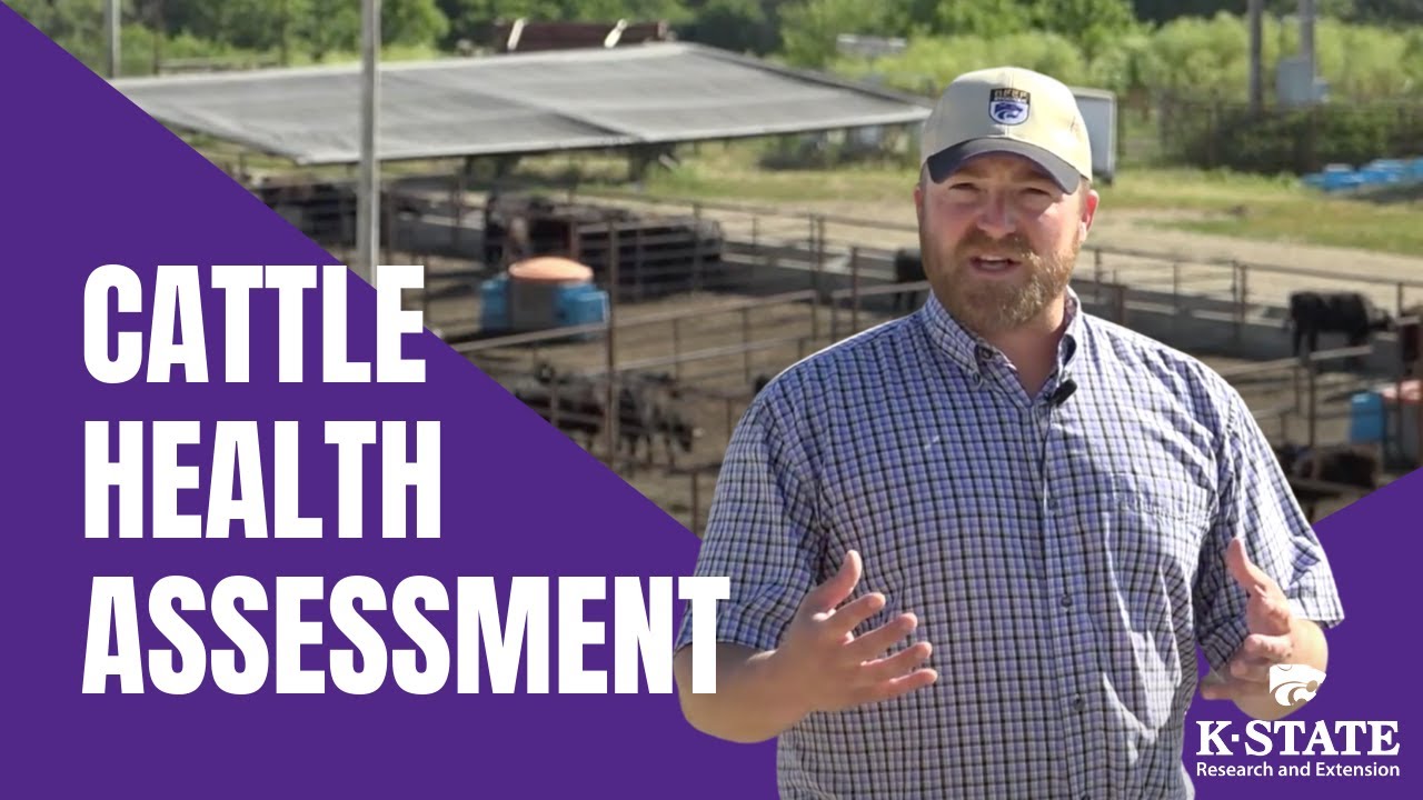 Cattle Health Assessment
