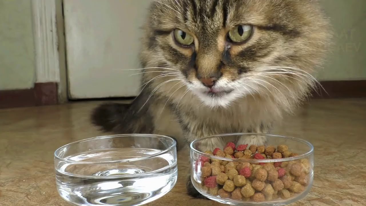[REUPLOAD] ASMR - Cat eats and drinks