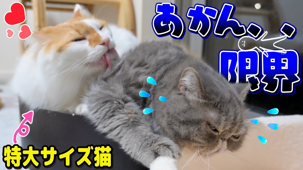 超巨大な弟猫の愛情が重すぎて兄猫がぶっ潰れてましたww
