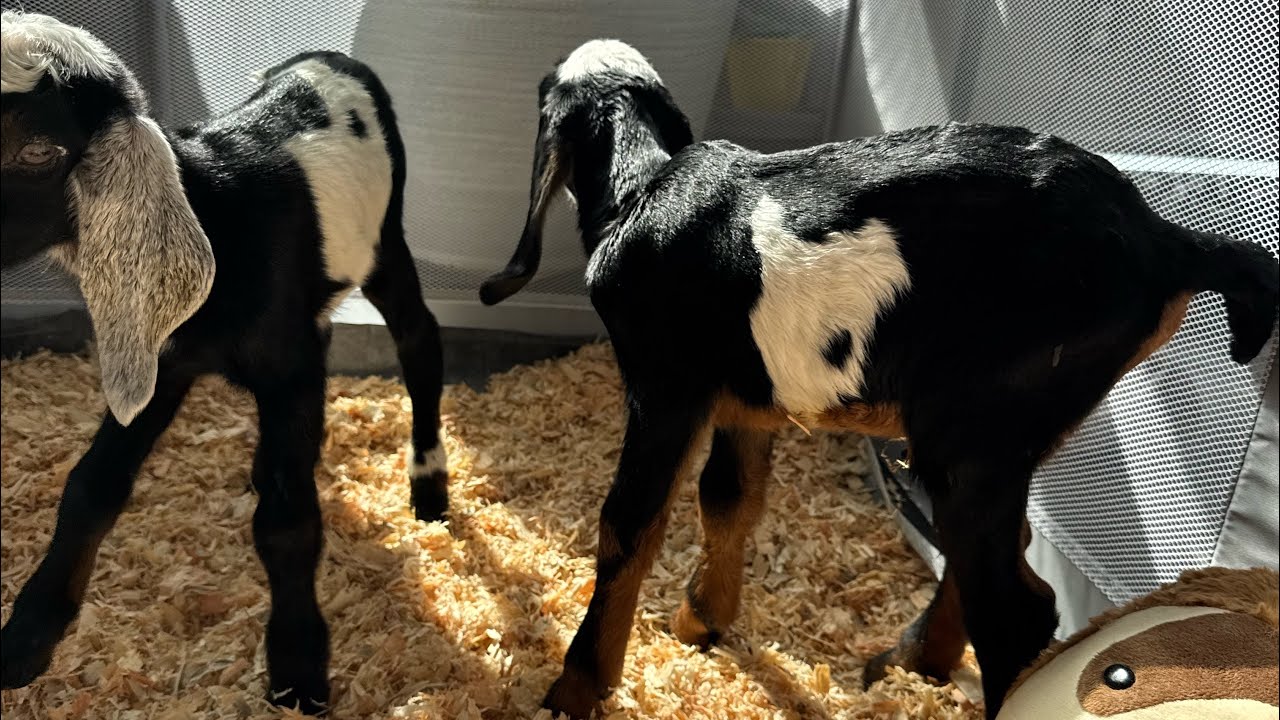 Strawberry's Sweet Surprise: Four Adorable Nubian Goat Kids Born on 02/22 🥰🐐