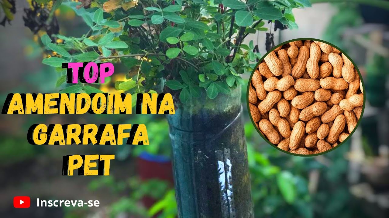 COMO PLANTAR AMEMDOIM-COMO PLANTAR AMENDOIM EM VASOS-COLHEITA DE AMENDOIM-GARRAFA PET PARA PLANTAS.
