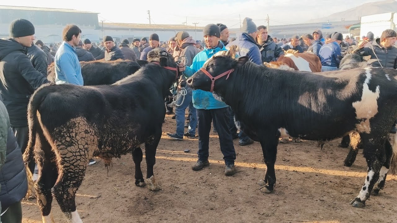 МОЛБОЗОРИ ДУШАНБЕ Ленски ГОВИ ПЕШИ БОЗОР ШИРТЕ ВА ГУСАЛА. 14.2026