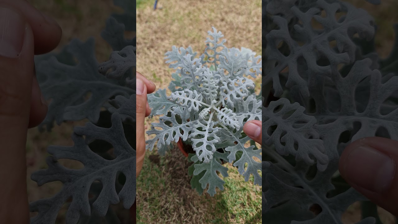 雪叶菊-新手必种植物