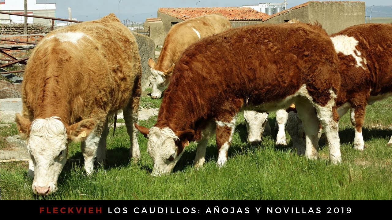 Fleckvieh Los Caudillos: Añojas 2018