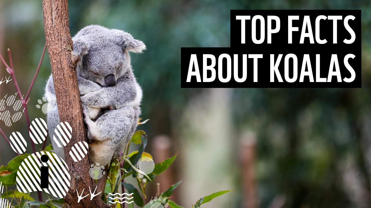 Top 10 Koala Facts | Animal Facts | WWF