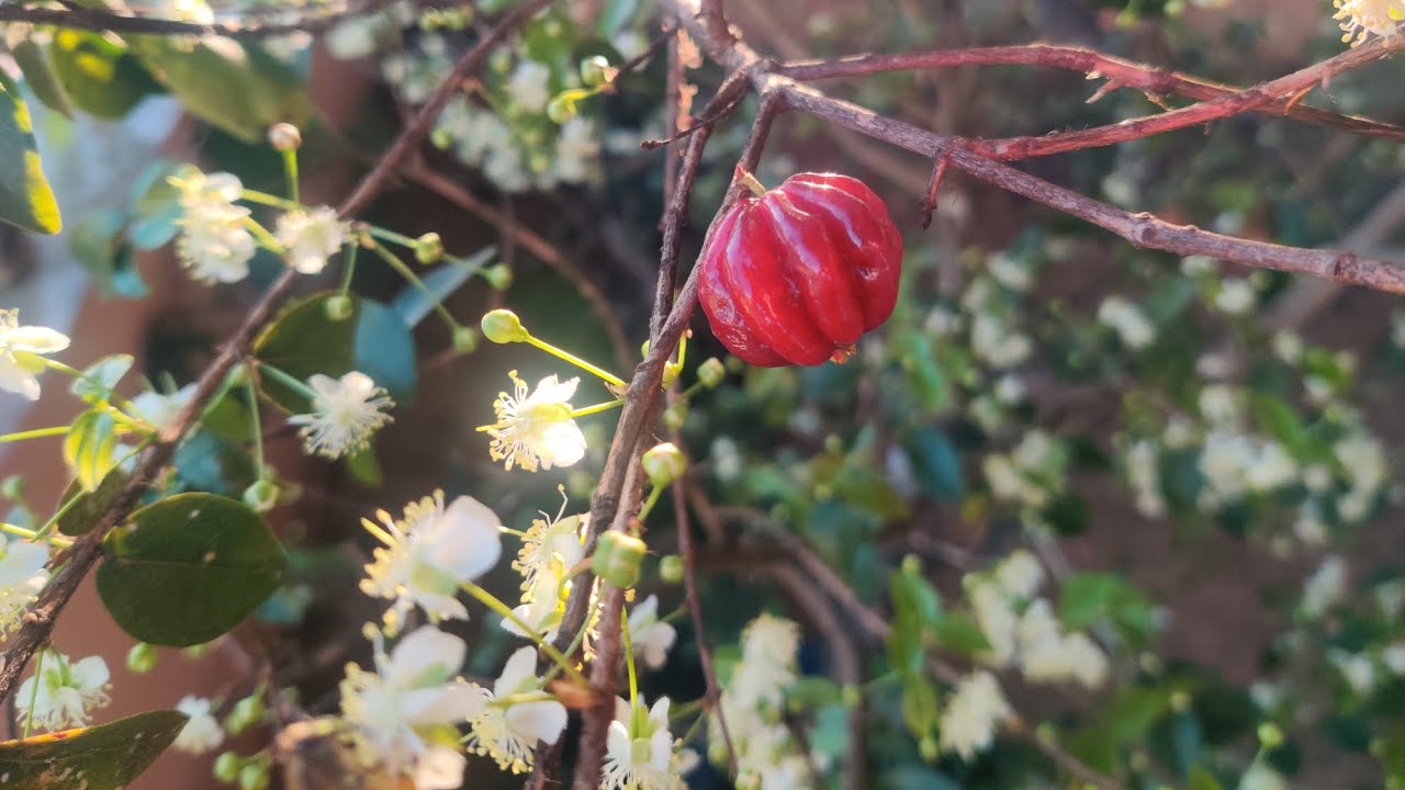 Contemplem a ESPETACULAR floração da pitanga Preta em vaso❤️