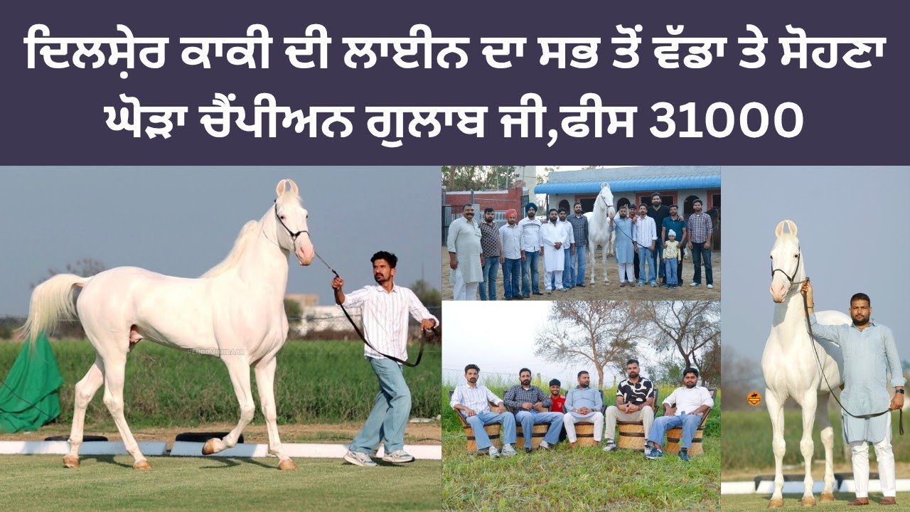 ਸਾਰੇ ਸੋਆਂ ਤੇ ਪਹਿਲੀ ਪੁਜੀਸ਼ਨ,ਦਿਲਸ਼ੇਰ ਕਾਕੀ ਦਾ ਪੋਤਾ ਗੁਲਾਬ ਜੀ, ਸਪੋਟਲੈਂਸ,ਸੋਹਣਾ ਸ਼ੌਂਕੀਨ,ਵੱਡਾ ਤੇ ਮਜ਼ਬੂਤ ਘੋੜਾ