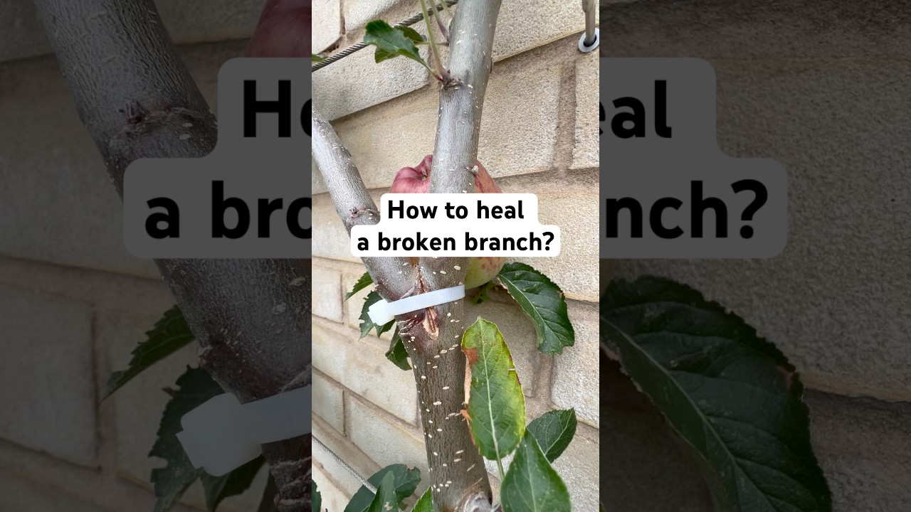 How to fix a broken branch on your tree? #gardening #trees fixing tree problems
