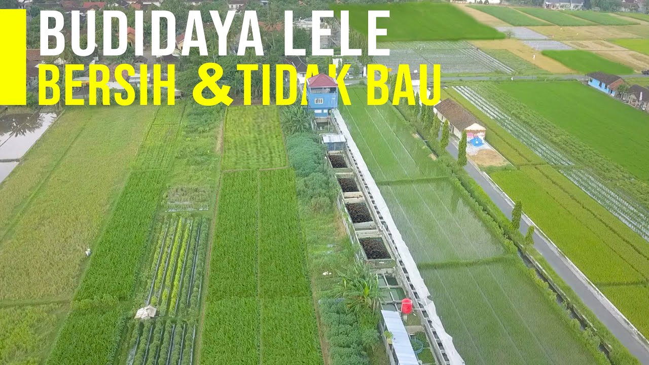 Salut, Masih Muda Sudah Berhasil Budidaya Lele Terbaik, Bersih dan Tidak Bau