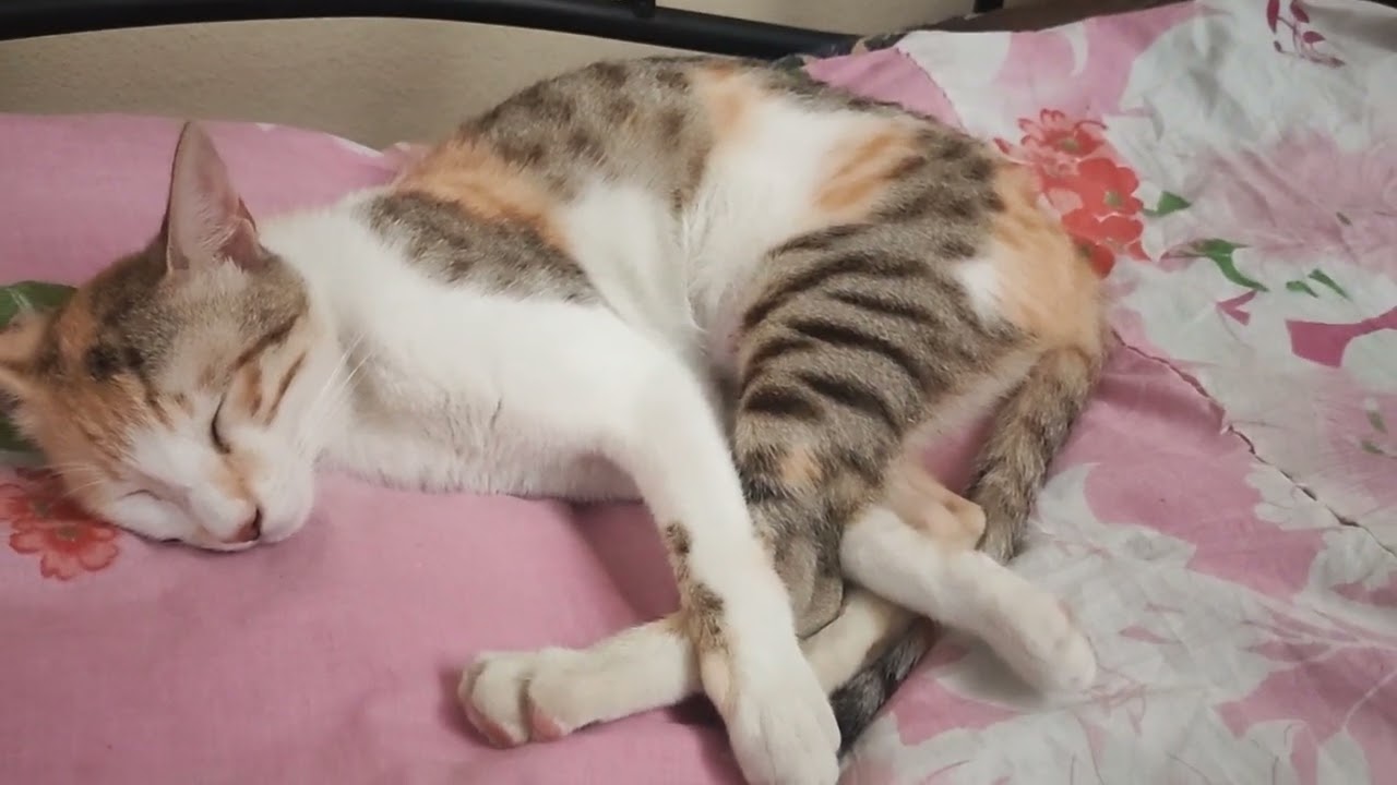 Calico cat 😺🐈 #Calicocat #cat #beautiful #beautifulkitten #pets #love #baby #sleeping