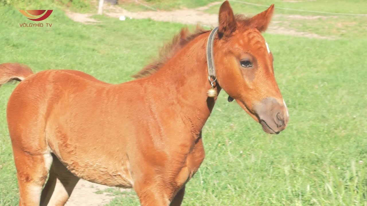 Kiscsikó született - (21.06.18.)