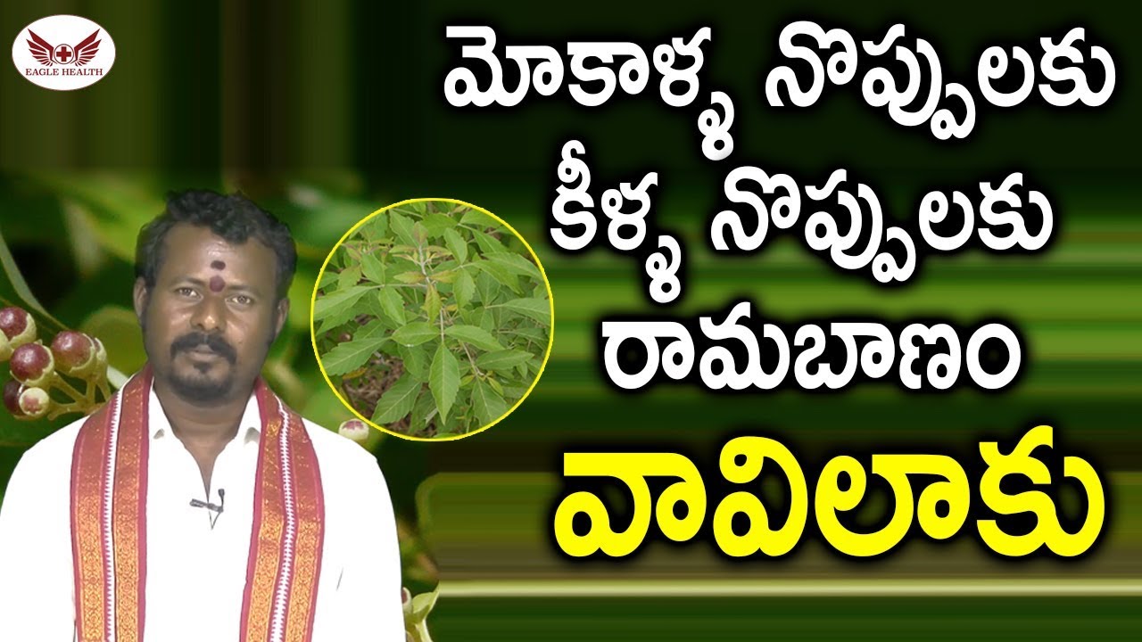 Health Benefits of Vitex Negundo | మోకాళ్ళ నొప్పులకు వావిలాకు తక్షణ ఉపశమనం | Nirgundi oil | Herbal