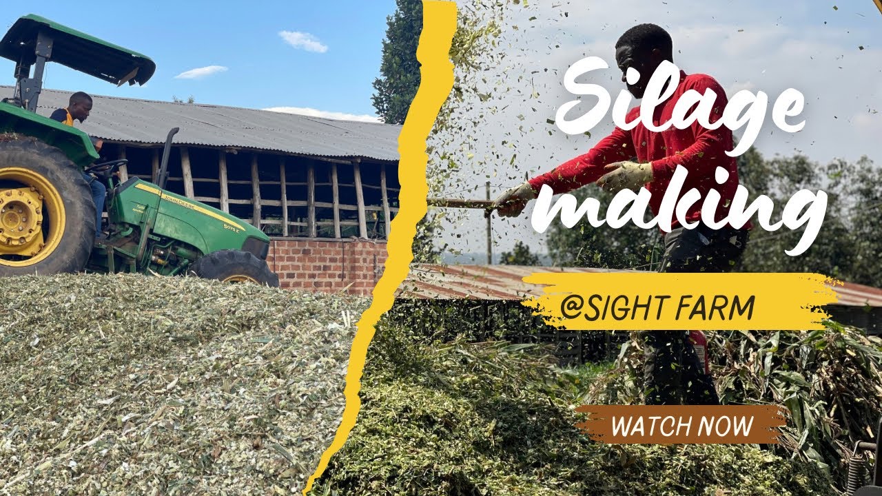 Quality maize silage making (Prerequisites Edition)