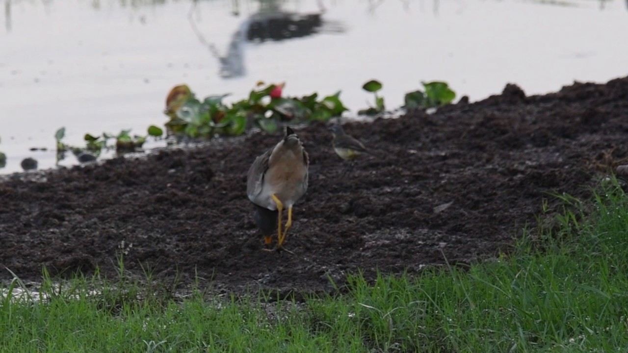 Grey headed Lapwing  feeding