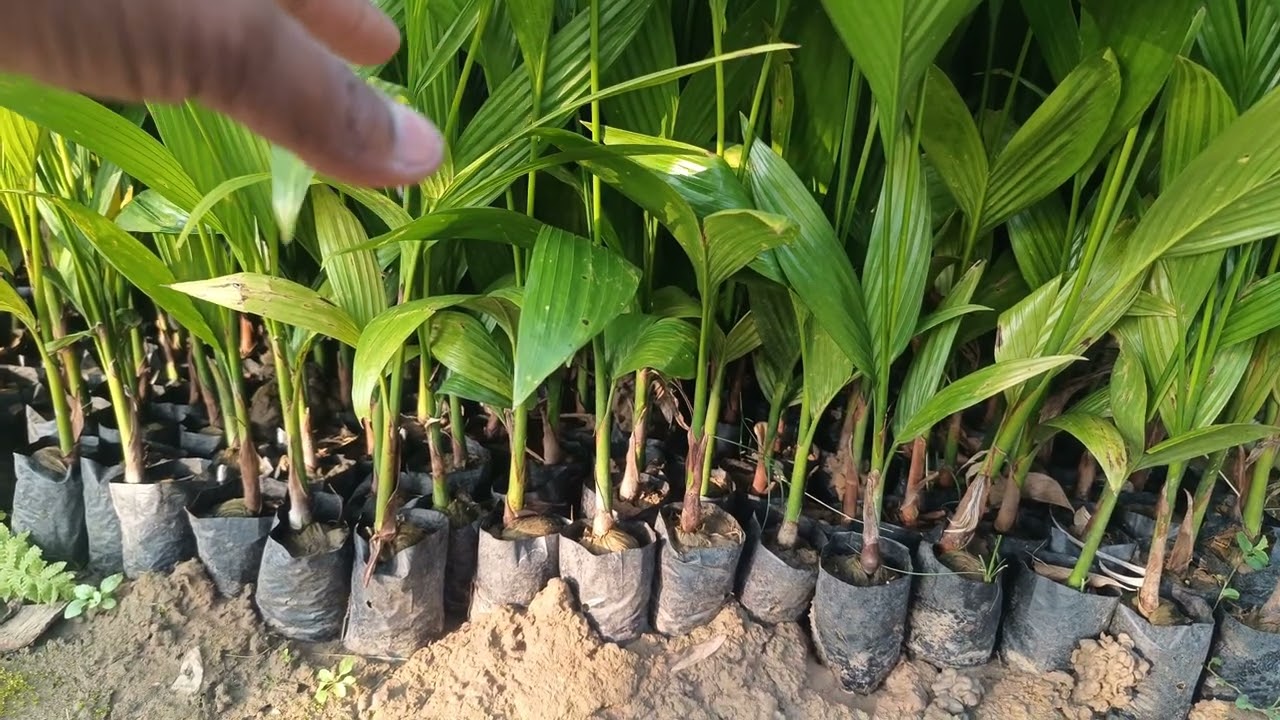 Tamul Puli lagile pabo Karimganj variety local variety hybrid variety lagile available pabo