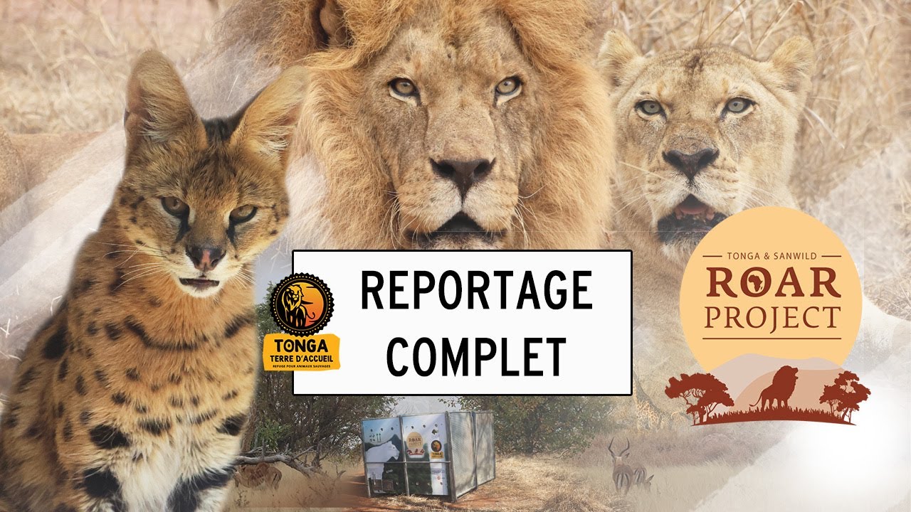 ROAR PROJECT : DU CIRQUE ET DU TRAFIC À L'AFRIQUE