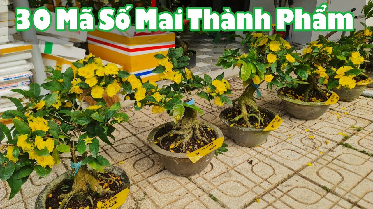 Ngày 14/03. 30 Mã Số Mai Thành Phẩm Lớn Nhỏ Nhiều Loại Giống.☎Út 0353777111